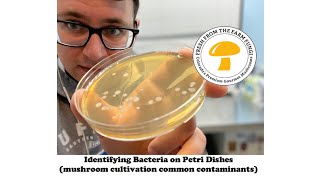 Identifying bacteria on petri dishes mushroom cultivation from spores 36 hour update [upl. by Eiram318]