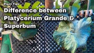 Plant Tip Difference Between Platycerium Grande and Superbum  Ep 68 [upl. by Stormy]