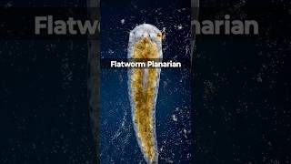 MindBlowing Fact Flatworms Regain Memories After Being Cut flatworms facts [upl. by Wightman665]