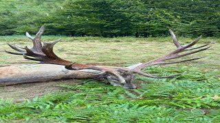 Giant Red Stag from Carpathians  Hochkapitale Rothirsch von Karpathen  Romania hunting redstag [upl. by Heyman]