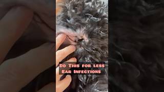 PREVENT EAR INFECTIONS TIP for YOUR DOG puppy dogtips foryou pets goldendoodle puppycare [upl. by Alaecim]