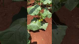 Griffaton cucumber seeds farming shortskenya shortsfeed vegetables kenya organic [upl. by Lehcyar91]