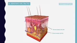 2  Los receptores los órganos de los sentidos 3º ESO [upl. by O'Mahony]