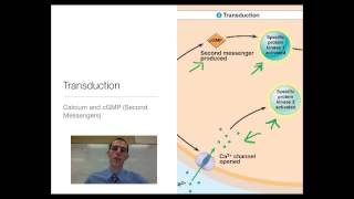 Signal Transduction in Plants [upl. by Odnomra116]