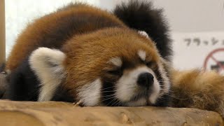 レッサーパンダ ガオガオくん お昼寝真っ最中です 【のんほいパーク】Red panda Gaogaokun Toyohashi Zoo [upl. by Rehpinnej404]