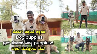 Best Puppies Dealer In Bangalore At Best Price The Quality Pets Bangalore  Kannada Vlogs [upl. by Eilra445]