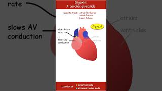 Digoxin an overview of its actions on the heart [upl. by Adnic]