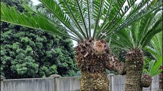 Expensive Cycads amp few shorts [upl. by Icram]