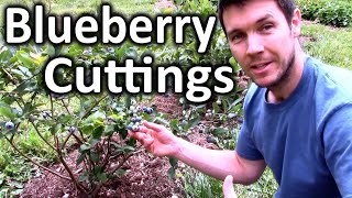 How to Root Blueberry Bushes from Cuttings  Propagating Softwood Cuttings of Blueberry Plants [upl. by Candice]