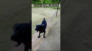 Dog sound  dog video  dog barking  dog barking sound  dog voice  dog mating  dog song shorts [upl. by Eceela]