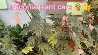 Begonia plant care👍🪴🫶🏻beautiful begonia plantবেগোনীয় গাছের যত্ন ও পরিচর্চা। [upl. by Oal]