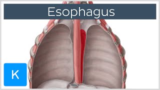 Esophagus Definition Function and Structure  Human Anatomy  Kenhub [upl. by Alahcim]