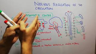 Short term regulation of blood pressure  The Baroreceptor reflex  Vasomotor center [upl. by Serrell]