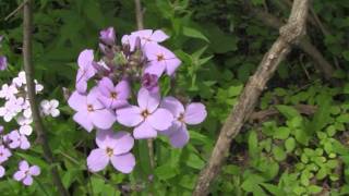 Dames Rocket identification of the Wisconsin Invasive Species Hesperis matronalis [upl. by Michelina231]