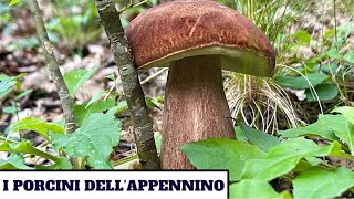 I PORCINI DELLAPPENNINO  funghi 2024 [upl. by Alake]