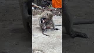 The Beautiful Tiny Monkeys at Mountain in my country monkey MonkeyLife animallove [upl. by Heber945]