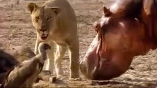 Lion vs Hippo  Wildlife on One  BBC Studios [upl. by Irpac]