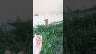 Cute puppy funny videos 🐶 shorts youtubeshorts viral dog puppy cutepuppy funny [upl. by Melinde188]