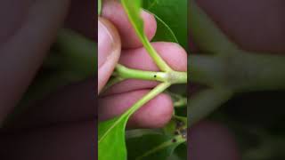 How to differentiate karamu from karamu botany newzealand [upl. by Neimad870]