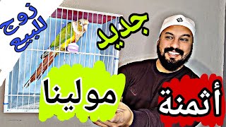 أثمنة ببغاء مولينا بيع زوج ببغاء كونيور MOSHABVLOG سوققريعةللطيور سوقطيور [upl. by Ilojna]