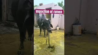 Impaction of rumen l dr Umar khan [upl. by Acirea]