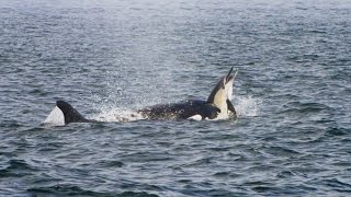 Pod of Killer Whales Hunt a Dolphin Stampede [upl. by Lenahtan223]