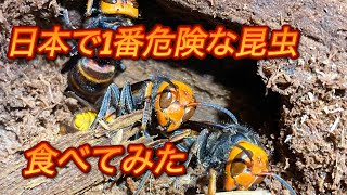 日本で１番危険な生物、スズメバチを食べる。スズメバチ、コカブト、カミキリムシ。 [upl. by Faunia]