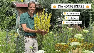 Heilpflanzen für den eigenen Garten  die KÖNIGSKERZE 👑 [upl. by Morena]