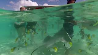 Snorkeling with rays in Bora Bora [upl. by Dirgni]