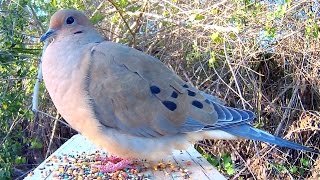 Mourning Dove Song Coo Call Sounds  Amazing CloseUp [upl. by Helaina830]