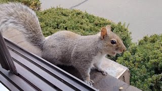 Squirrel sounds and their meanings [upl. by Reg]