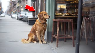 Stray Dog Begs For Food At Restaurant But When Workers Follow Him Home TEARS EVERYWHERE [upl. by Sherr439]