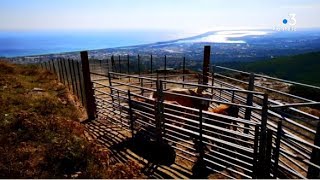 Un enclos pour capturer les vaches en divagation à Bastia [upl. by Theo]