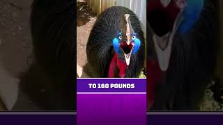 Cassowary Deadliest Bird on Earth [upl. by Assecnirp]