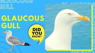 Glaucous gull facts 🦆 the secondlargest gull in the world [upl. by Lough]