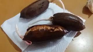 Como germinar la nuez de pecan [upl. by Sldney]