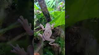 The frogs love getting their morning mist frogs treefrogs vivarium [upl. by Ahseya]