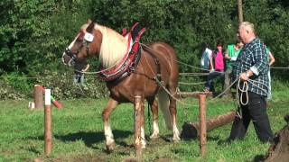 PferdeStark 2015  Impressionen von der Europameisterschaft im Holzrücken [upl. by Sseb]