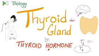 The Thyroid Gland and the Thyroid Hormone T3 amp T4  Endocrine System [upl. by Hewe]