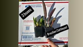 Unboxing Brazilian Imports [upl. by Tricia566]