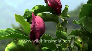 Magnolia grandiflora and solangeana flowering in Srinagar [upl. by Rimaj656]