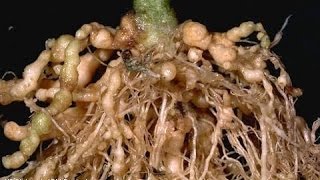 New Methods to Control Nematodes in the Field [upl. by Klump419]