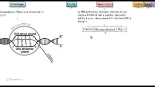 Test Medicina  Trascrizione [upl. by Ratep650]