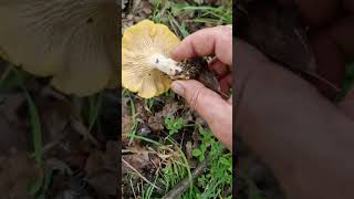 Cantharellus cibarius grande bollata di galletti in Quercia [upl. by Einram]