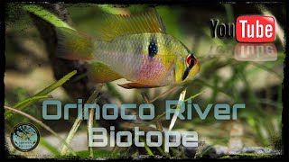 Freshwater Biotope AquariumOrinoco River [upl. by Letti]