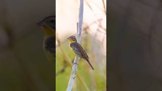 Yellowbreasted bunting in Cambodiaចាបព្រៃវែងនៅកម្ពុជាBird of Boeung prekLapouvprotectedlandscape [upl. by Namyl]