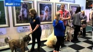 VIDEO Wylie the mongrel wins battle to be named top Scruffts dog Mail Online [upl. by Folsom]