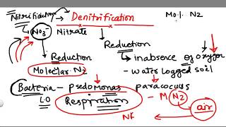 Denitrification 5 stage of Nitrogen Cycle [upl. by Karilynn]