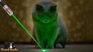 Funny Cats Vs Laser  Cats Chasing A Laser [upl. by Emmanuel]