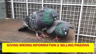 GIVING WRONG INFORMATION amp SELLING PIGEONS [upl. by Htelimay447]